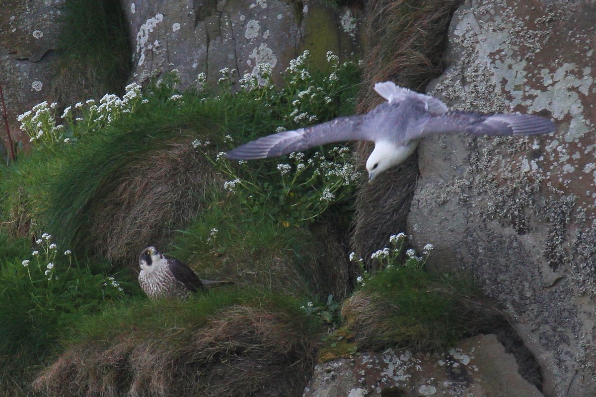 _Stickybeak's tweet photo. Fantastic views of a young Peregrine Falcon at the Rathlin West Light Seabird Centre today, sitting on the cliffs high above the seabird colony while curious Fulmars cruised close by. Nobody was quite ready for what happened next... https://t.co/VsdJN5SXQI