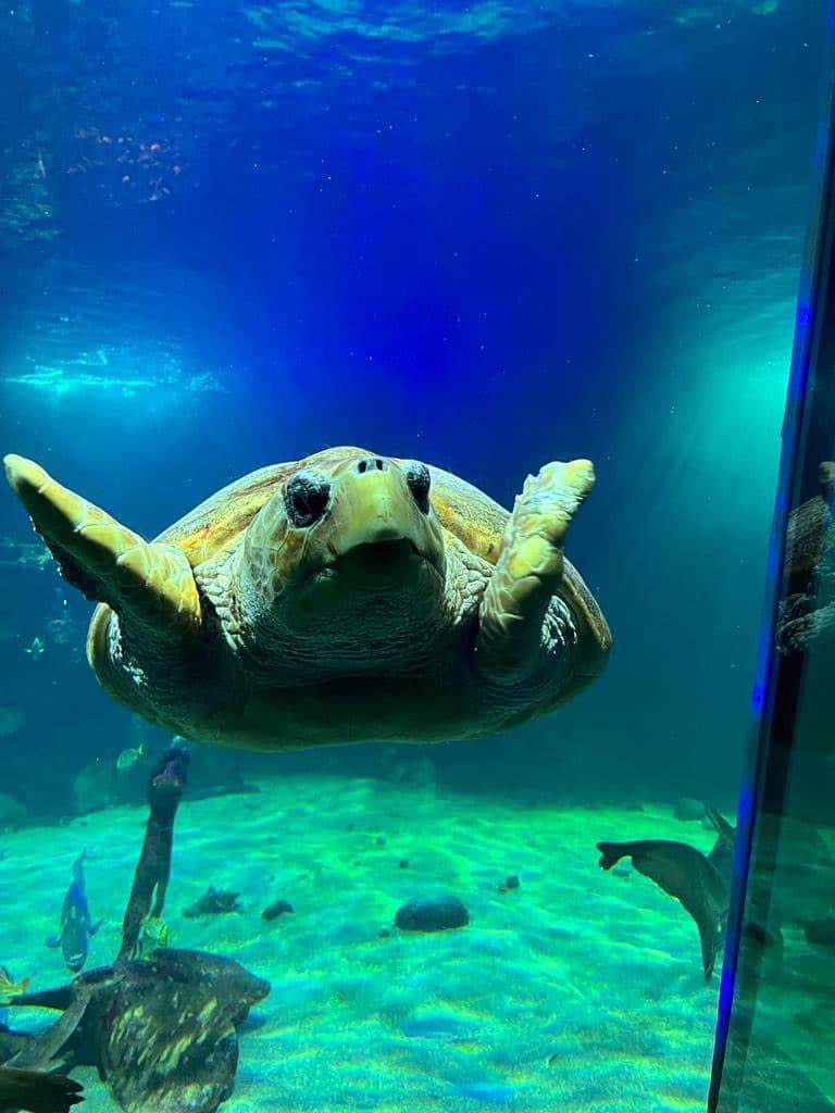 Molly can’t be the only one excited that it’s FIN-ally Friday 🐢✨ Swim on by Oceanworld this weekend to discover hundreds of species from around the world! #oceanworld #dingleaquarium #travelireland #discoverkerry #loggerhead #loggerheadturtle #DingleIreland #aquarium