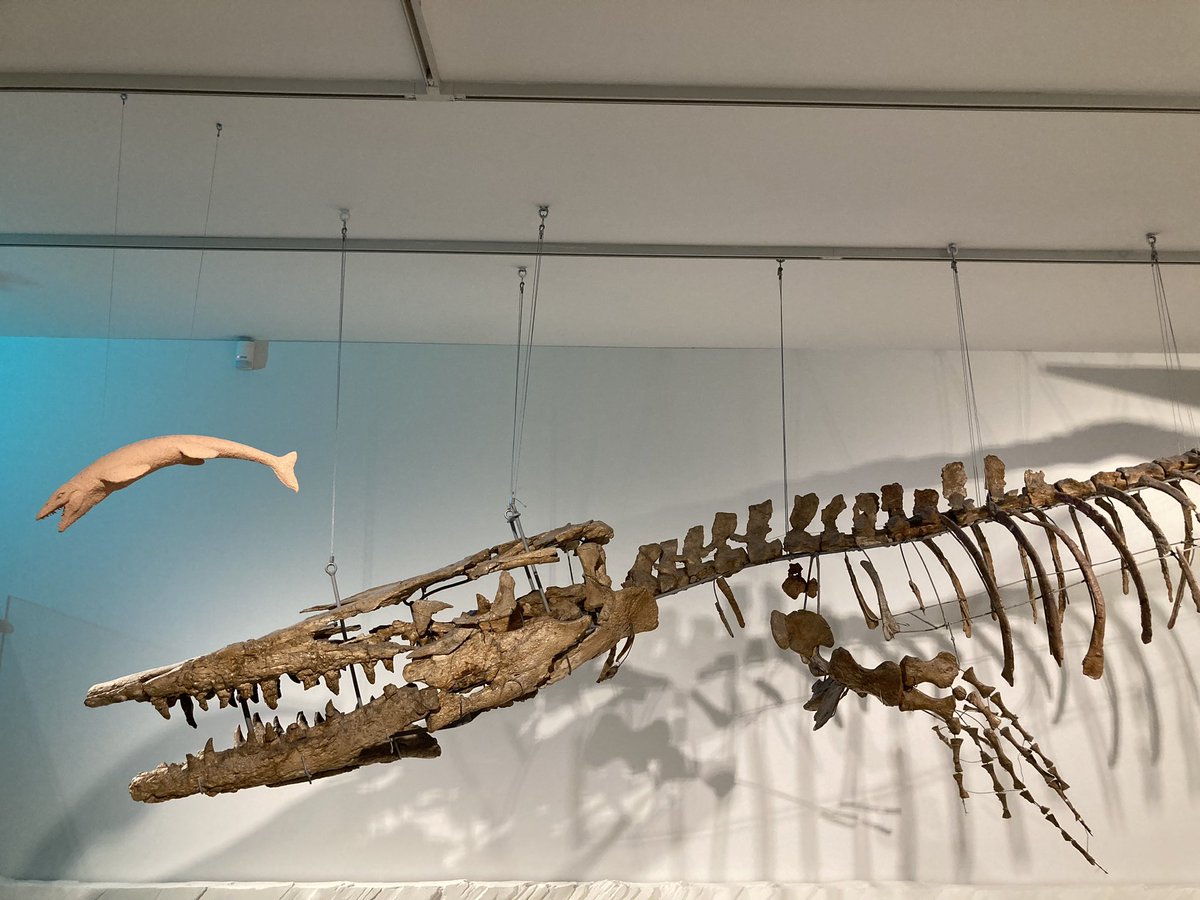 Here’s @RBINSmuseum’s 12.5m long skeleton of #Hainosaurus (#Tylosaurus) bernardi, the ‘Ciply Hainosaur’ (IRSNB R23), for #FossilFriday. It is one of the largest #mosasaurs, aquatic #squamates that would have dwarfed even the order’s longest extant species (M. reticulatus, ~6.5m)