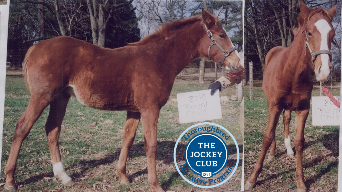 jockeyclub's tweet photo. Here are some cute foal registration photos for Twilightslastgleam (TJC: Twilightslastgleem), entered in the 5* @KyThreeDayEvent. Learn more about TJC’s Thoroughbred Incentive Program here: https://t.co/eHxczs6ZT9. #BestWeekendAllYear #useventing https://t.co/hS2vM72OVd