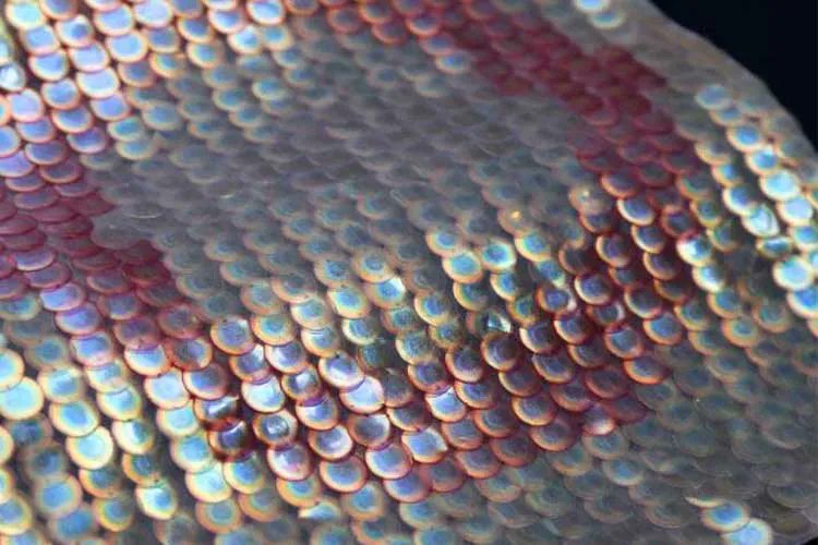 STYLEAMERICAmag's tweet photo. Descubre el revolucionario #Biosequins! un #material de bio-lentejuelas en celulosa, para la industria de la moda, descubrelo en: https://t.co/SoTq7uvEqJ #StyleMateriales https://t.co/ZnJWac0p1T