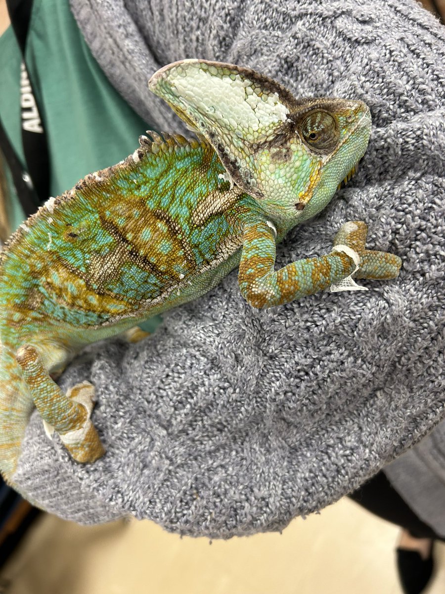 KarenAnai8's tweet image. A few weeks ago, we learned about animal classifications and their habitats. 

Thank you @GarzaIrla, for allowing us to meet Oscar, the chameleon 💚

@WorshamES_AISD #AldineConnected #AceLevelUp #WorshamGlows