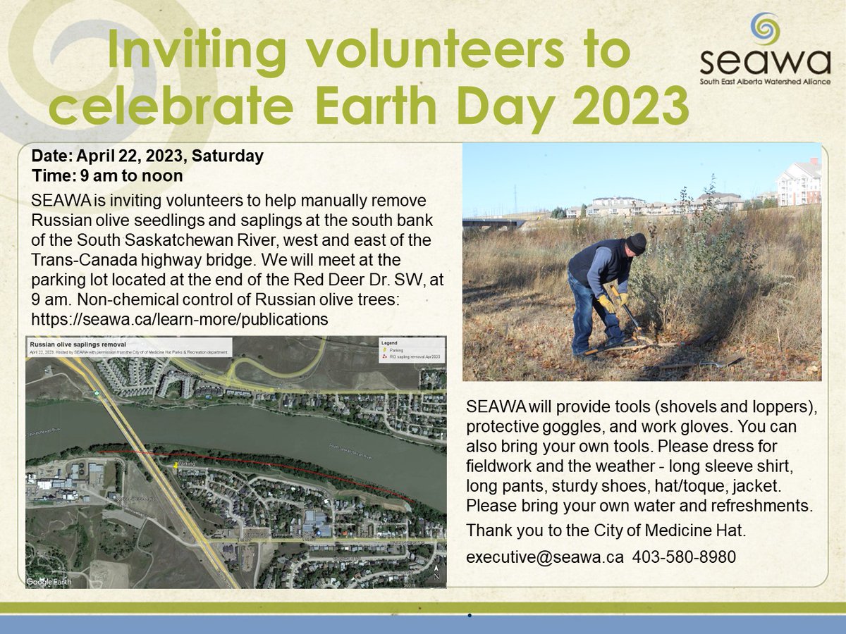 SEAWA is celebrating #EarthDay 22April2023 with volunteers by removing saplings of the #invasive weed tree, #Russianolive (RO) from the #riparianareas of the South SK River at Medicine Hat. A threat to the ecological integrity of riparian cottonwood forests. Please join us