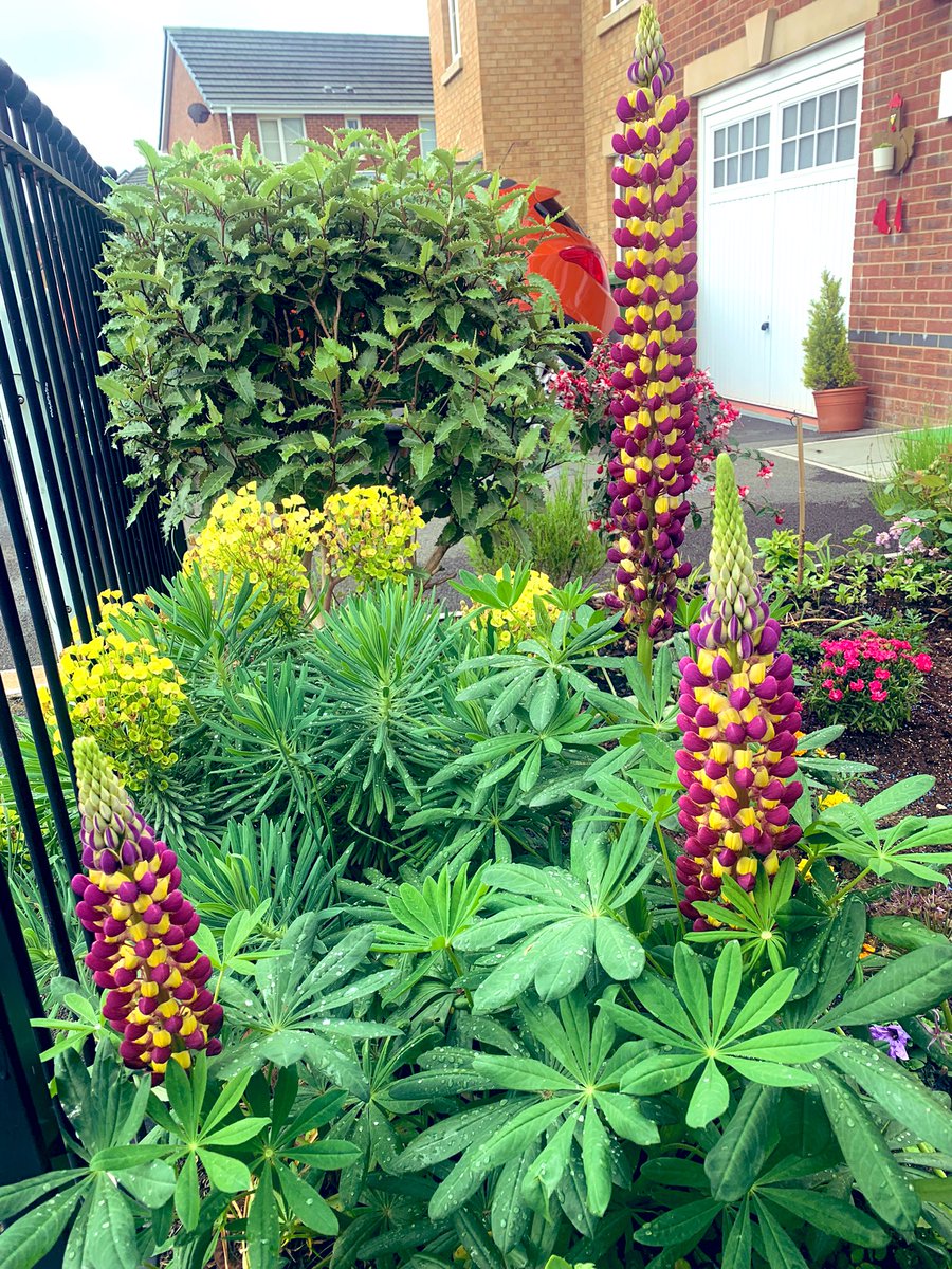 Looking forward to seeing how strong and big this #lupin grows this year. Any tips to make it grow even better this year. Being new to gardening this was the first plant I bought and planted. #Garden #gardening #frontgarden #GardeningTwitter #Lupin