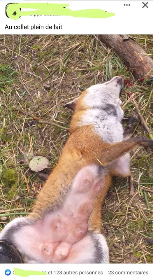 #Pièges Une maman renard tuée alors qu'elle allaitait ses petits. Quelle cruauté ! Des renardeaux vont mourir de faim.... Et ces assassinats sont permis ! Les renards sont chassés presque toute l'année et par toutes les méthodes. Ce sont les souffre-douleurs d'humains détraqués.