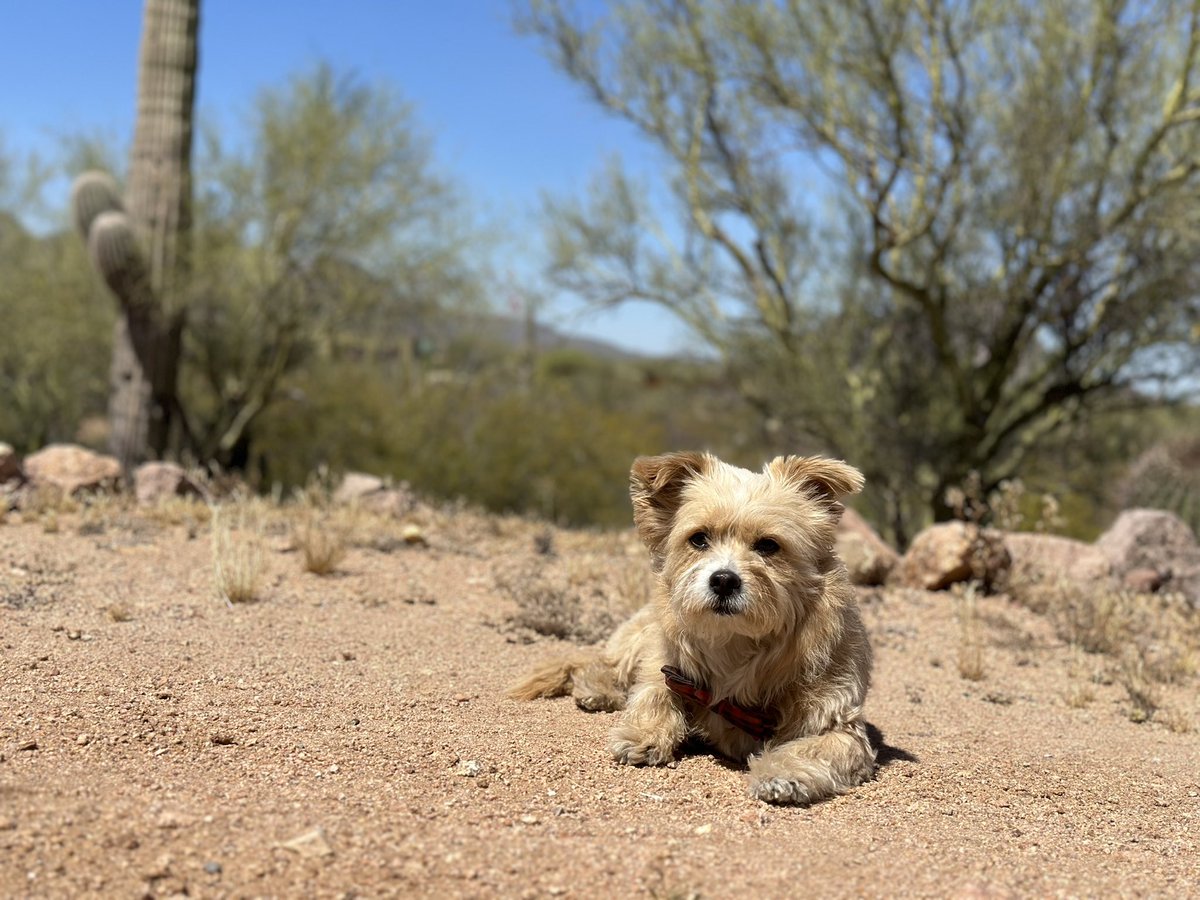Kevin Pereira tweet media