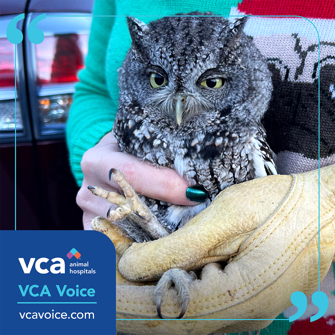 We're constantly adapting care to meet the needs of animals on an ever-changing planet. 

When a critically injured owl was reported to one of our hospitals, our team collaborated with a local raptor expert to coordinate extra loving care.  #vcavoice 

vca.mobi/owlrescue