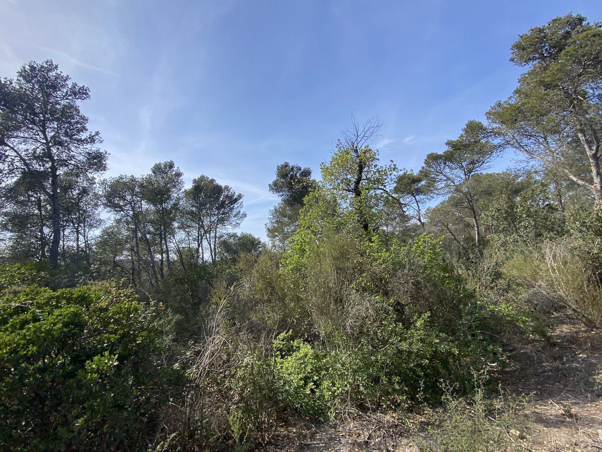 Avui hem visitat un dels emplaçaments de #ViureAireBarcelona , a la Serra d'en Ferrer #Collserola. El projecte segueix endavant i estem treballant en les properes accions per fer-lo realitat.  #energiaeolica #sostenibilitat #Barcelona