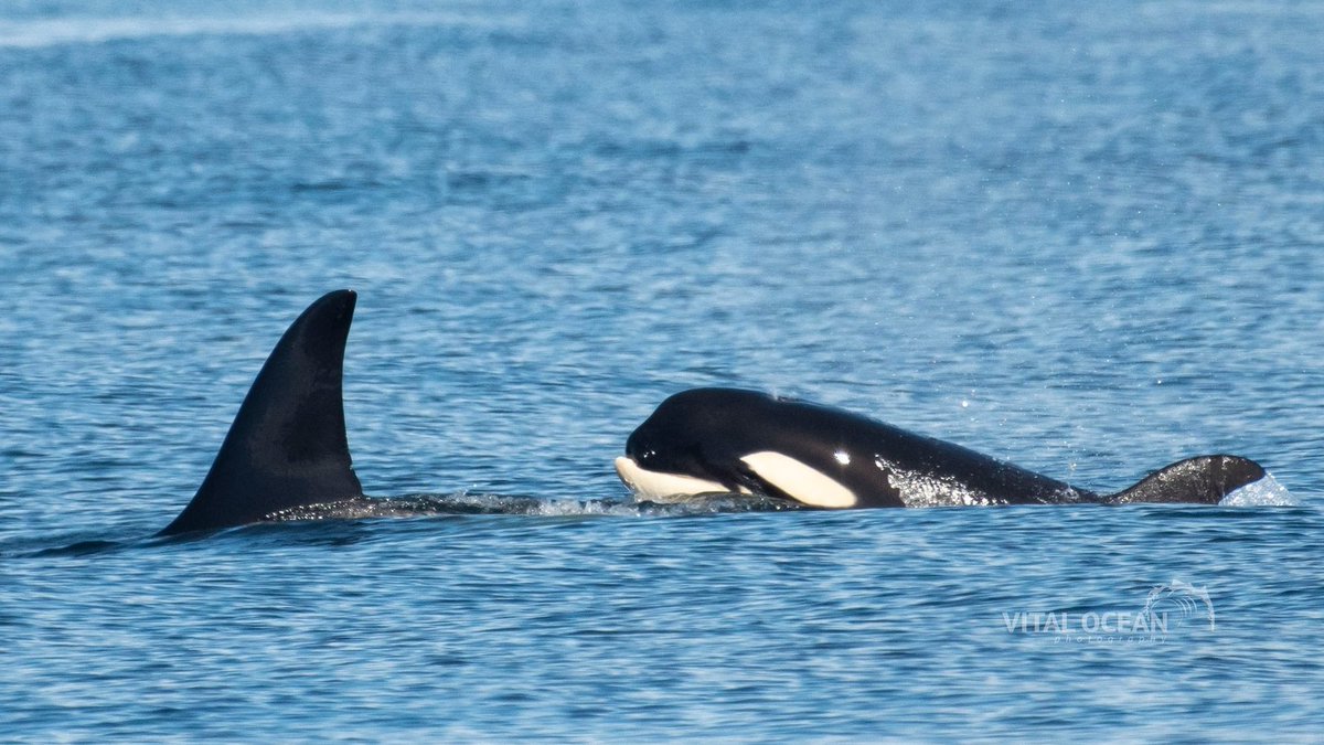 ThePWWA's tweet photo. We can't get enough of one-year-old T049A6's endearing underbite! 😍🥰
📷: Ashley Keegan, @WildWhalesVan
#biggskillerwhales #biggsarethebalance #salishsea #springwhalewatching #pwwa https://t.co/4UiyDLVwXP