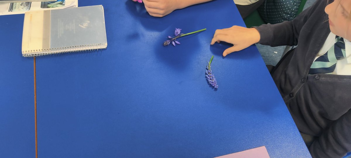 Year3Somers's tweet photo. This week, Year 3 went and explored and learnt about the different parts of a plant. Well done to everyone! https://t.co/TIOl9kttj8