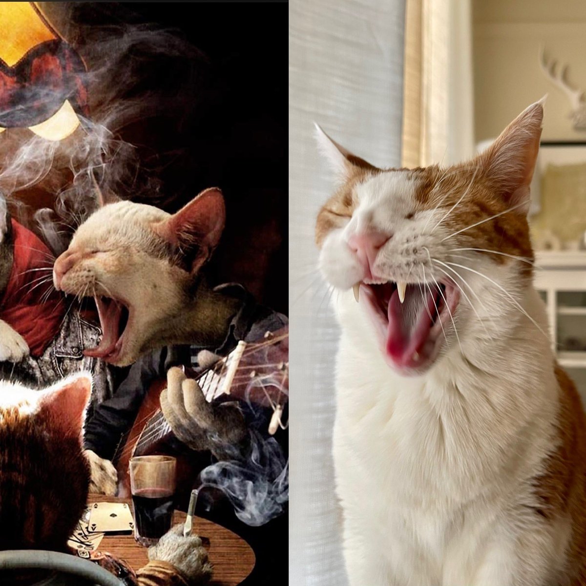 SqueakyMissD's tweet photo. Doc says I can go…….
……🗣️C O N E FREEEEEEEEE!!!!
#FridayFeeling
#FridayVibes
#Gingerlicious🧡
#CancerWarrior🤺
#FuckCancer🖕🏼
#ConeOfShame
#SurgeryRecovery
#CatsOfTwitter🐈 https://t.co/Q0FhGWsxbh
