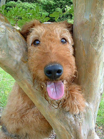 ZadenZane's tweet photo. 🧸ふわふわ鼻の金曜日ですよね🧸
Eh up! Today's #FuzzyBuzzleFriday!
#cloudnose #boxnoseterrier #buzzles https://t.co/ik6Q16vCxv