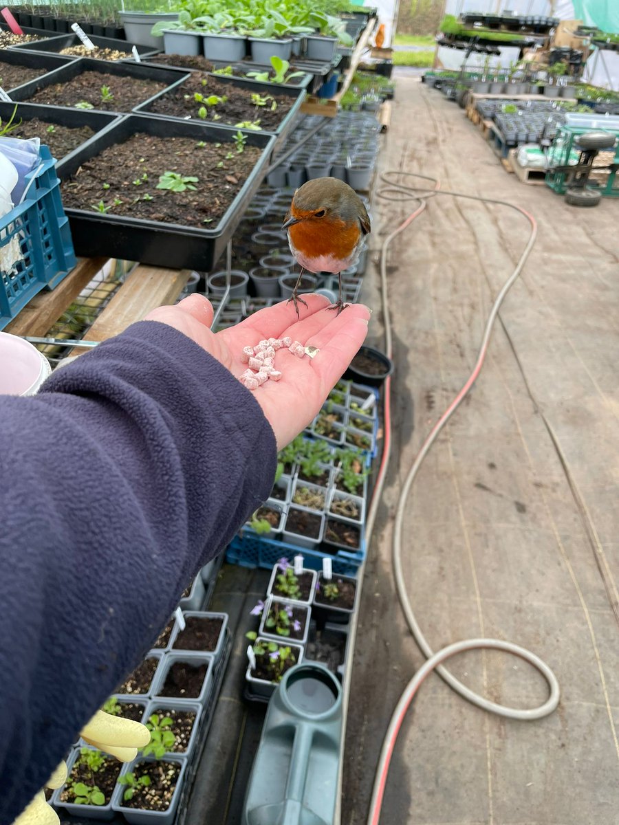 CelticWildflow1's tweet photo. This has to be THE most spoilt Robin in Wales! Everyone is at his/her back and call with all sorts of delicious Robin goodies. 
He also has a 5⭐️  family residence in the shed! 😍

#robinsrule https://t.co/d2c3uh2Ut8