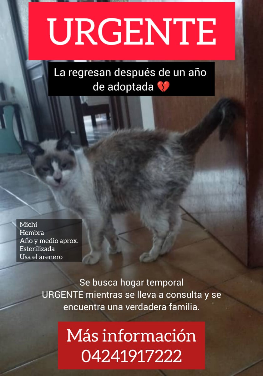 apoyocanino's tweet photo. Nos piden ayuda para esta hermosa gatita, necesitan hogar de acogida mientras se gestiona su nueva vida, una en la que nunca más la abandonen.

Ayúdennos a difundir y ayudarla a tener una segunda oportunidad https://t.co/RTu01KDTa0
