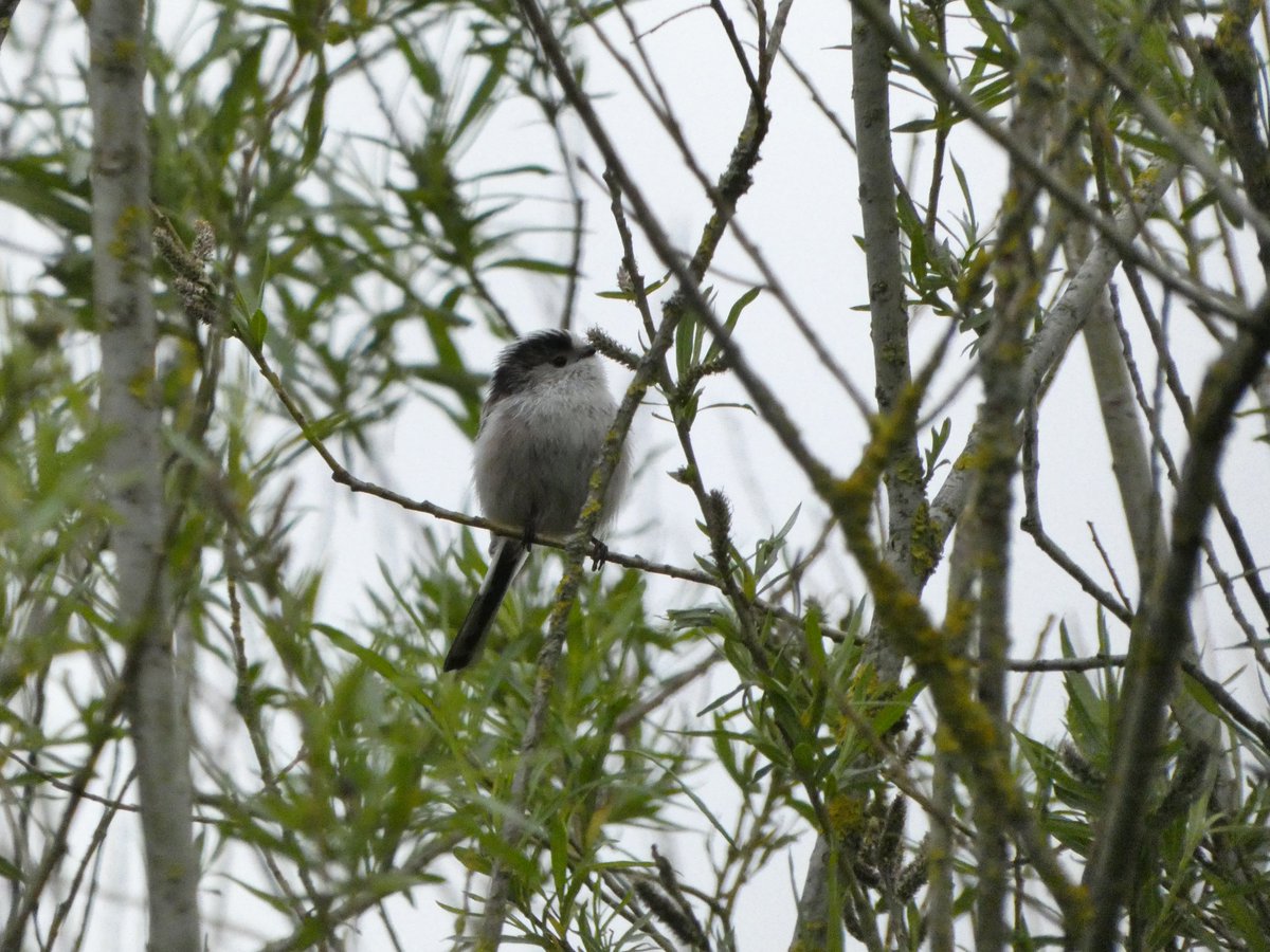Sarah Foxley tweet media