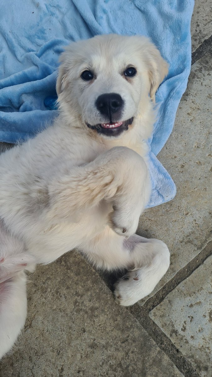 _KatieJane's tweet photo. @bunsenbernerbmd Nose and teef 😁 https://t.co/NcNeGmmE7h