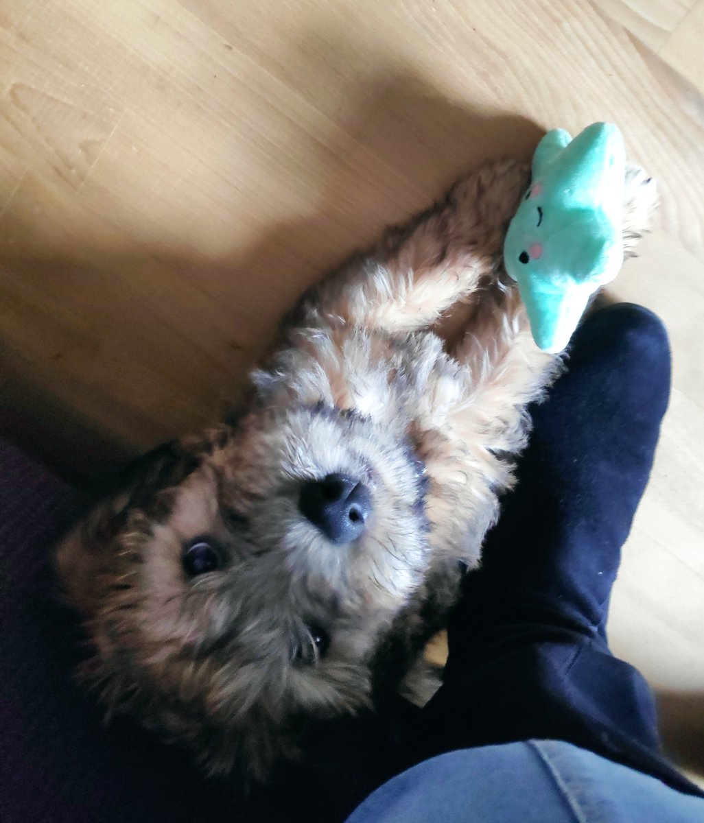 Zal ik hem een eigen Twitter account geven? ❤️🐾