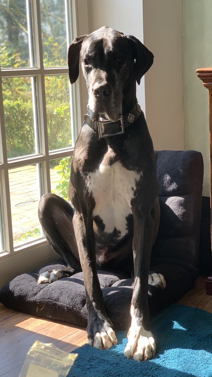 Indoor sunbathing #GreatDane style
