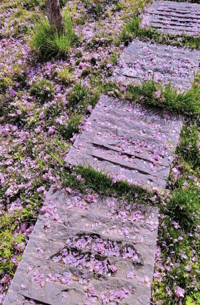 piinkibun's tweet photo. cherry blossom petals <3 https://t.co/OwVwfnHXWz