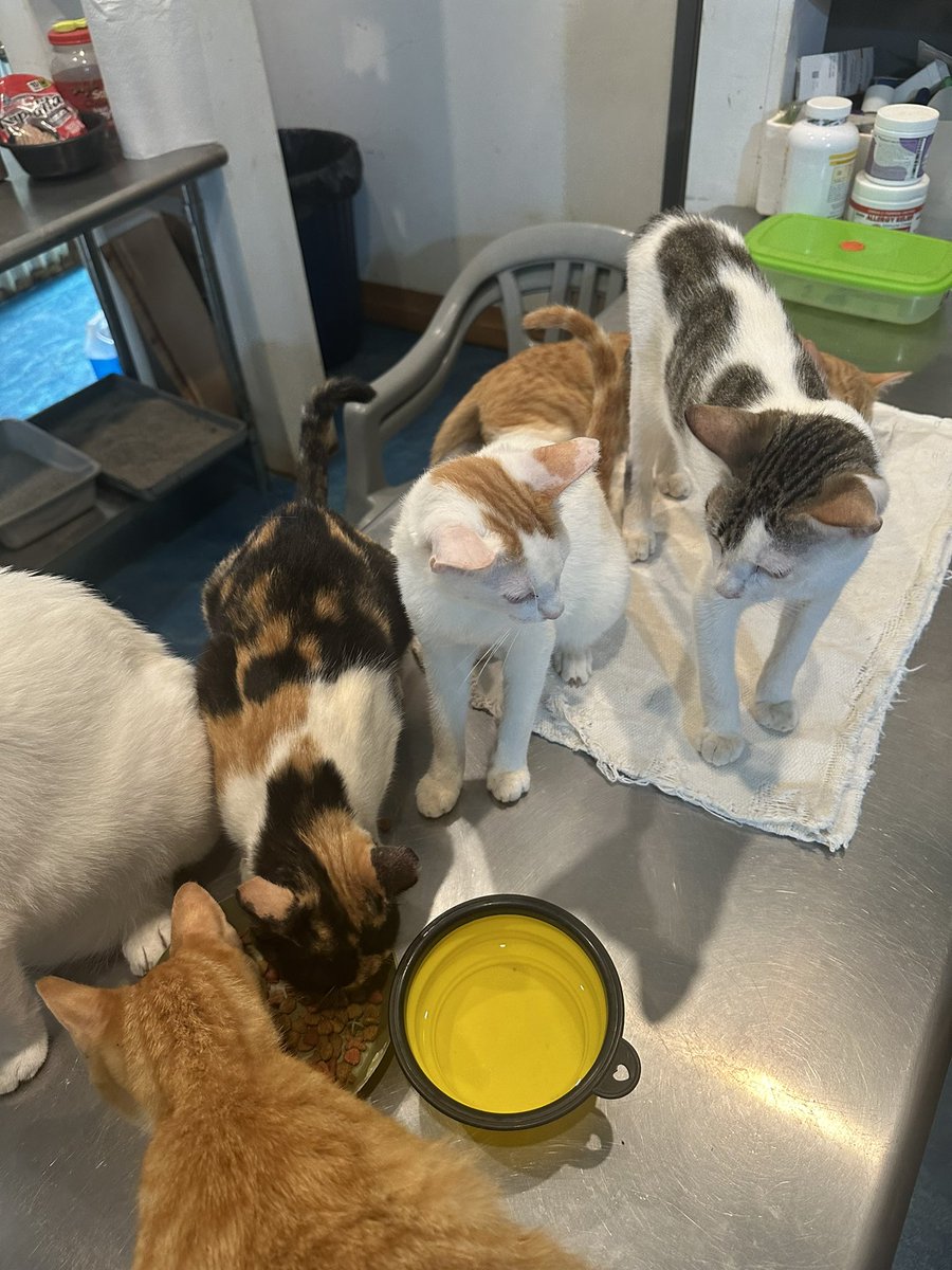 zoemunson_'s tweet photo. If you’re ever in Utila, make sure to visit Jasper’s animal shelter where you can take the dogs out on walks every day or just hang out in the cat house (heaven) ft. ali - the sweetheart in the first pic who I had the pleasure of walking this morning 🌞 ✨ 💛 https://t.co/csa5mqQ4u1