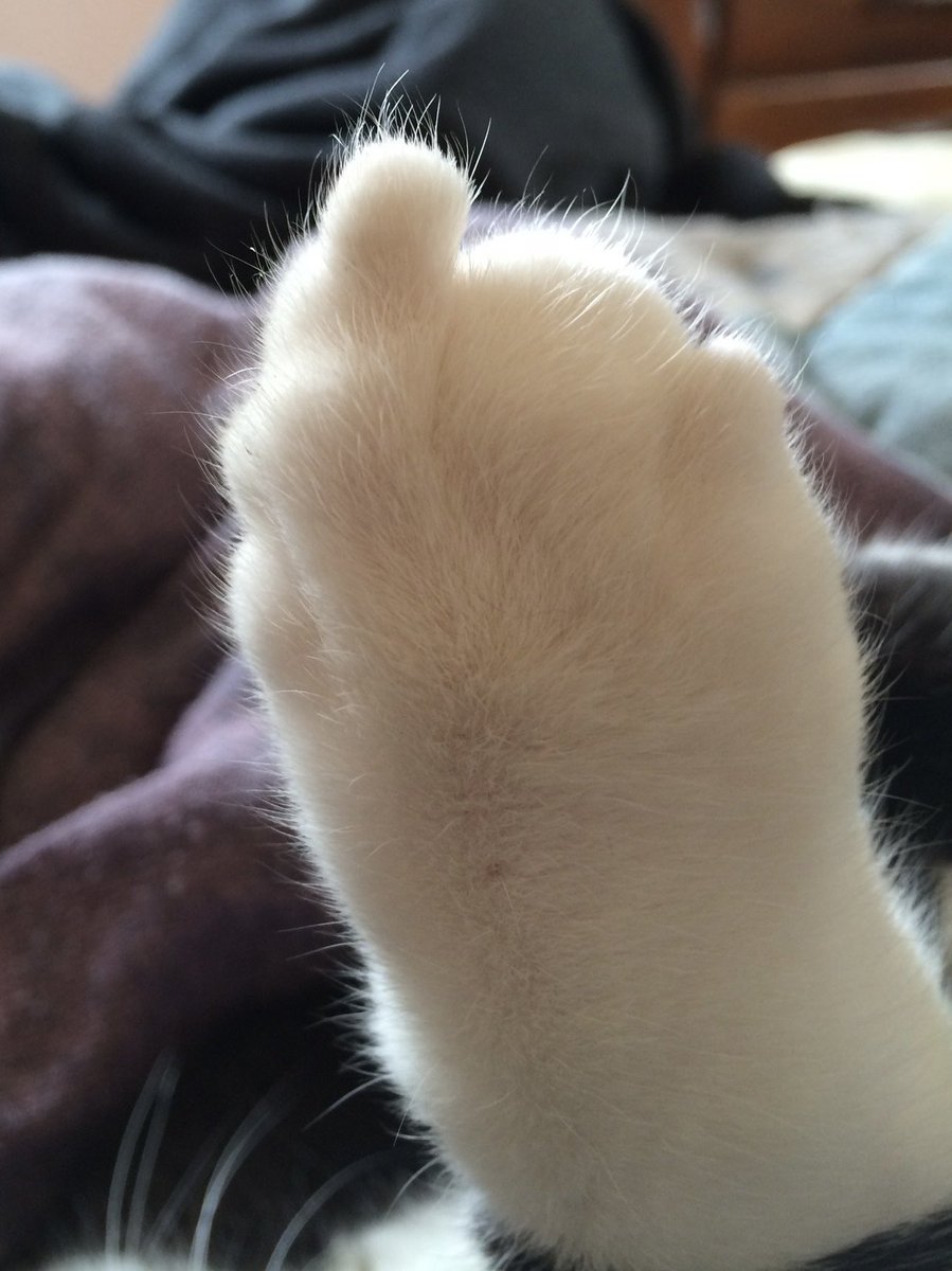 Your bird is broken <a href="/Elonmusk/">Elon Musk</a>, so I thought I’d give you one to help😜 - Malloy

#catsnoirfriday #KittyTwitter #CatsOfTwitter #Chilltent