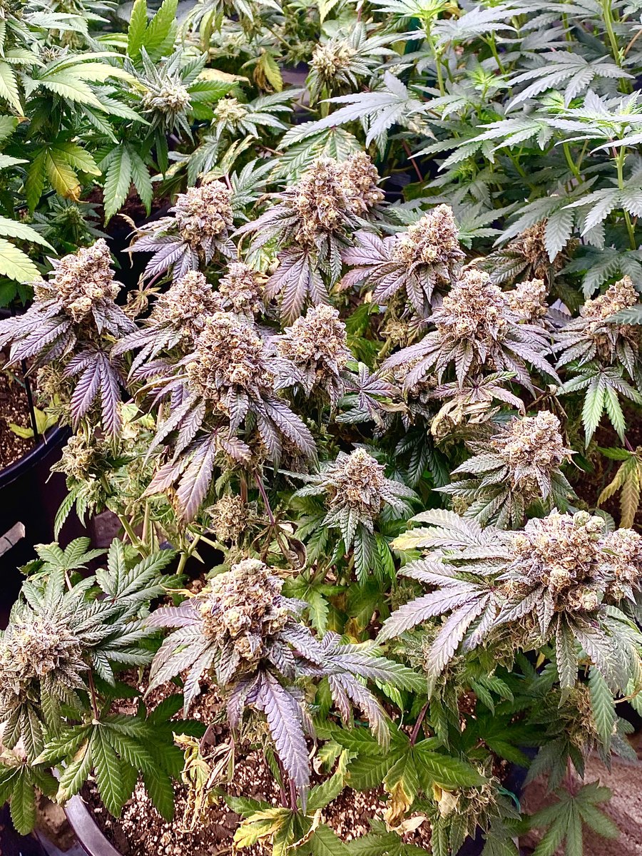 gps_seedbank's tweet photo. Gorilla Glue 4 S1 grown by Cbo269 and bred by Greenpoint Seeds.
So many interesting phenos to find in these seeds.
#gorillaglue4s1 #gg4s1 #gg4 #originalglue #feminizedseeds #cannabisculture #cannabiscommunity #growyourown #cannabisseeds #greenpointseeds https://t.co/QhzP83bP9y