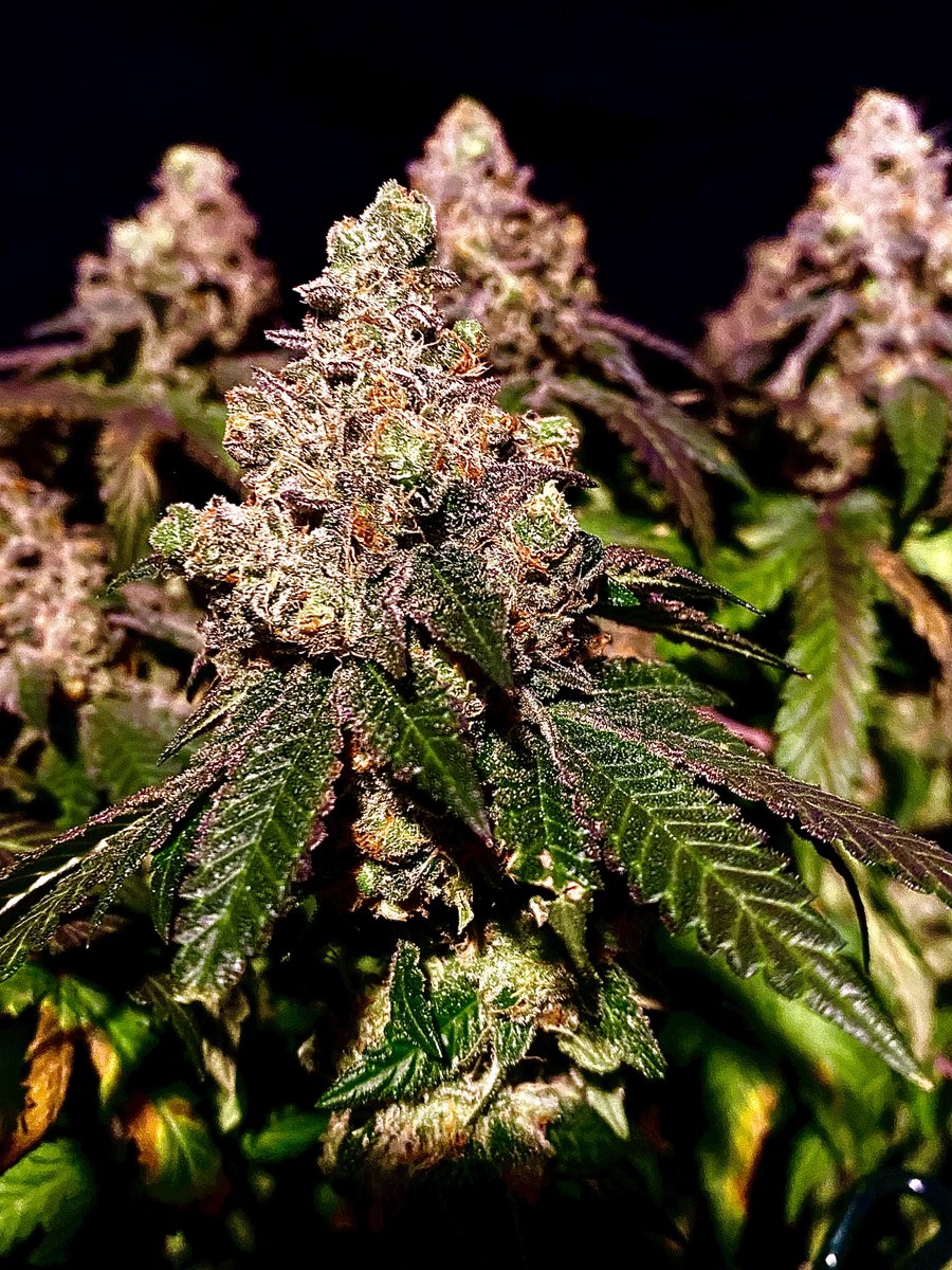 gps_seedbank's tweet photo. Gorilla Glue 4 S1 grown by Cbo269 and bred by Greenpoint Seeds.
So many interesting phenos to find in these seeds.
#gorillaglue4s1 #gg4s1 #gg4 #originalglue #feminizedseeds #cannabisculture #cannabiscommunity #growyourown #cannabisseeds #greenpointseeds https://t.co/QhzP83bP9y