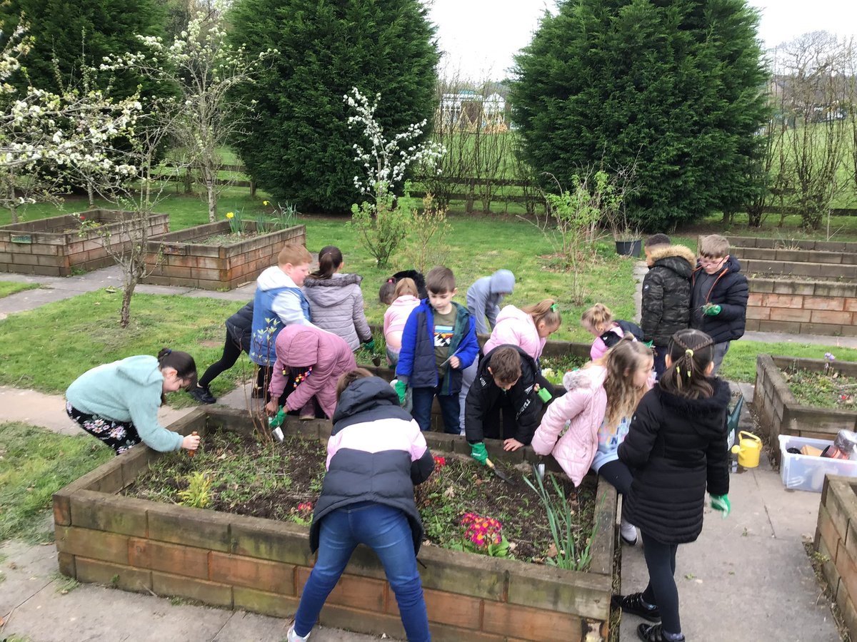 Dosbarth Wrens have been busy today celebrating #EarthDay2023 by de-weeding their raised beds, ready to plant flower, fruit and vegetable seeds next week! 🌸🍓🥕