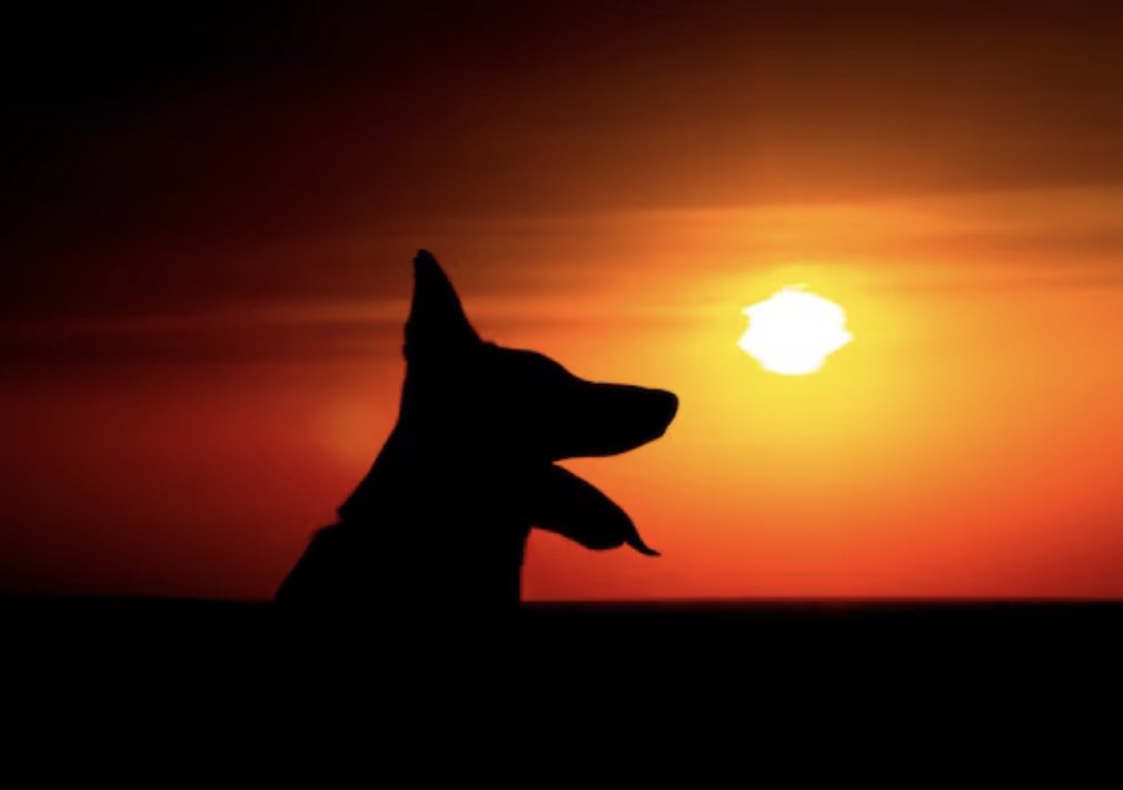 DrToudou's tweet photo. Ce midi, une dame agacée au téléphone s’est déclarée « particulierment déçue de nos services ».

La raison: notre refus de nous déplacer à domicile afin d’effectuer l’euthanasie de son chien en fin de vie.

Explications. https://t.co/rMYMaMkb7U