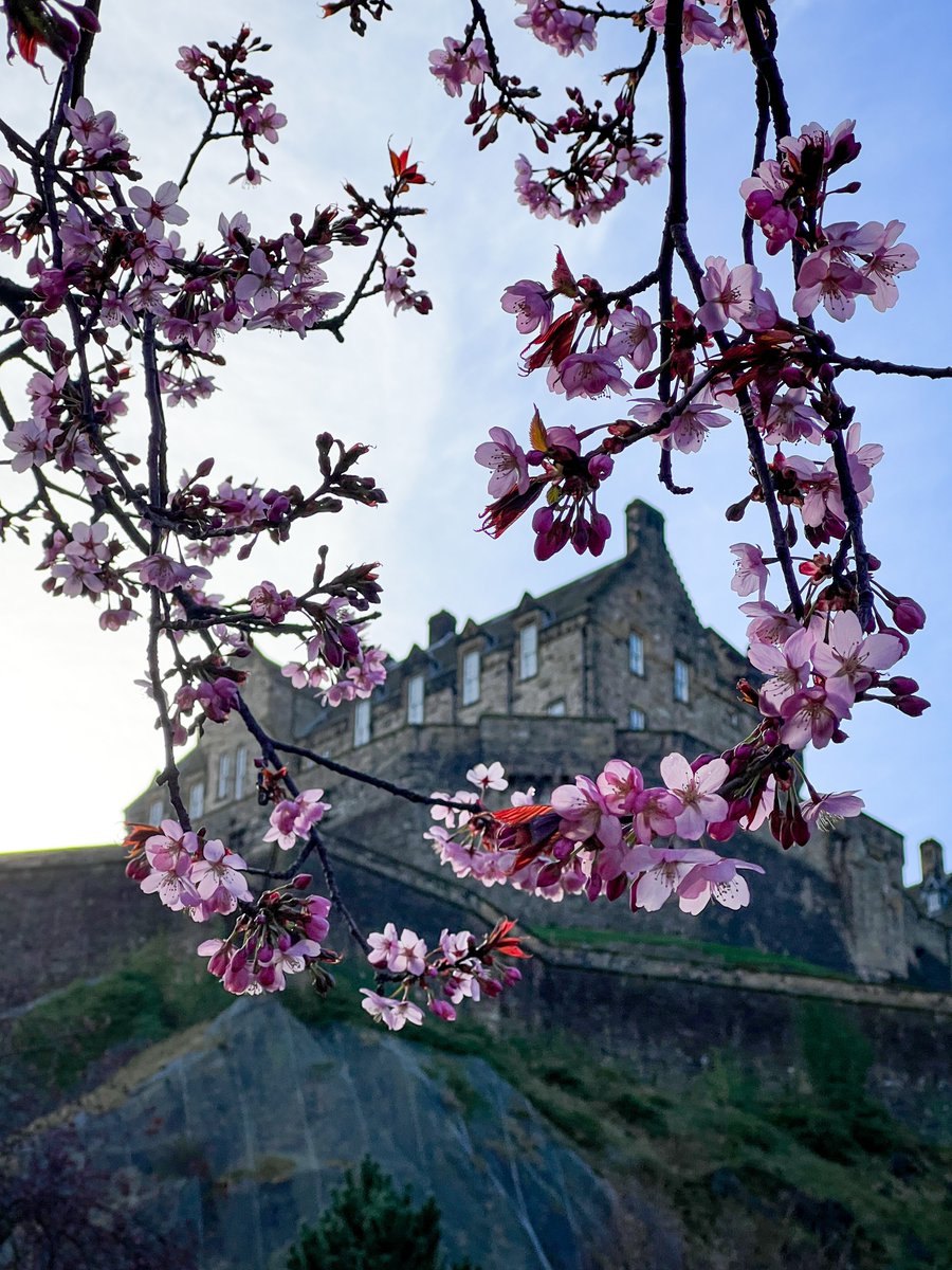 Spring has sprung in Scotland 🌸

📸 <a href="/BredaGraham/">Breda Graham</a>

#SpringTime #Edinburgh #CherryBlossoms