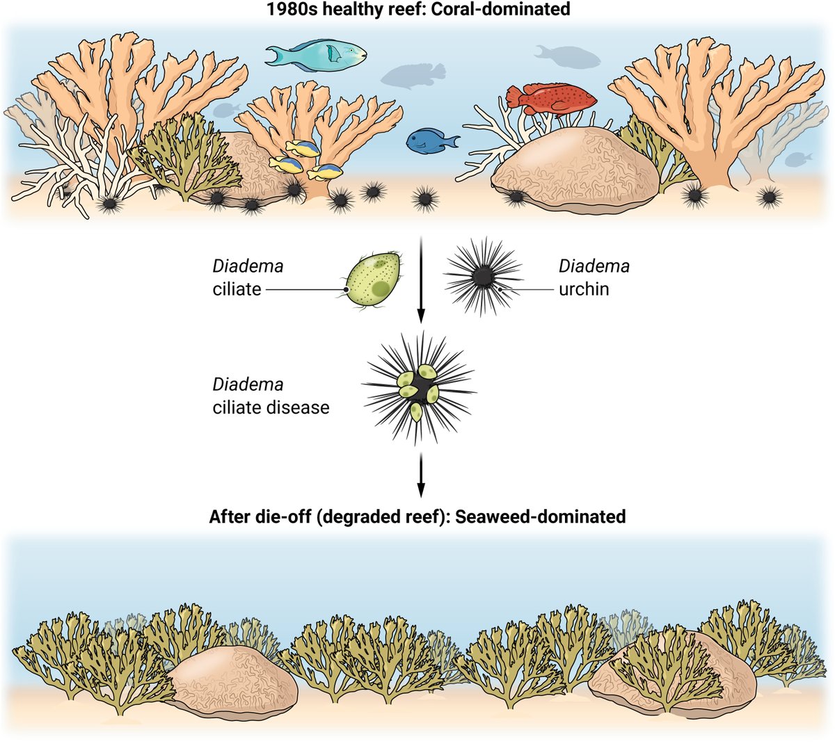 After 40 years, researchers in <a href="/ScienceAdvances/">Science Advances</a> have identified the pathogen most likely responsible for the decimation of a key Caribbean sea urchin. scim.ag/2kz