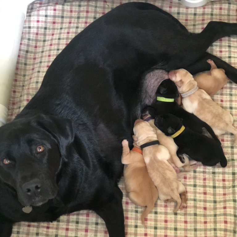 PADSdogs's tweet image. We would like to announce that earlier this week PADS Autumn II and Warrior Canine Connection Arliss welcomed seven healthy puppies — two males and five females! Names and litter theme will be announced shortly. #PADSPuppies #PADSDogs #FurTheLoveOfVeterans