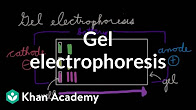 ABEProgOffice's tweet photo. We “Khan” do it! Sometimes students need a little extra support understanding the scientific principles behind ABE. In this playlist, Khan Academy reviews concepts like #columnchromatography and #bacterialtransformation. Check it out! https://t.co/u35xLgOX9H https://t.co/rU4ulOkaky