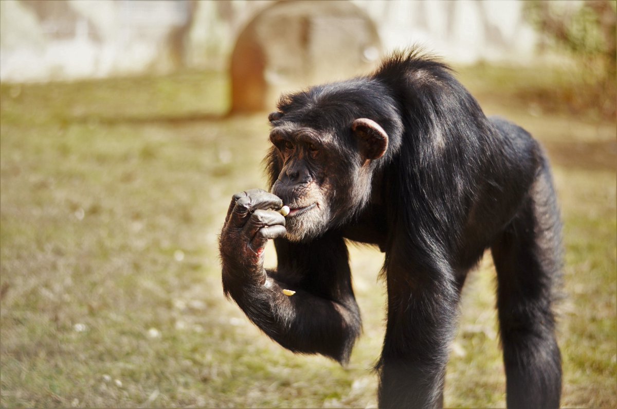 projectchimps's tweet photo. Today we celebrate #JenniferChimp's 17th birthday🎂🐵! She is the youngest girl in the Cedar Tree group. Jennifer is very social, and she looks forward to talking to as many chimps as she can when she is outside. #HAPPYBIRTHDAY! https://t.co/X3aw0FcmXo