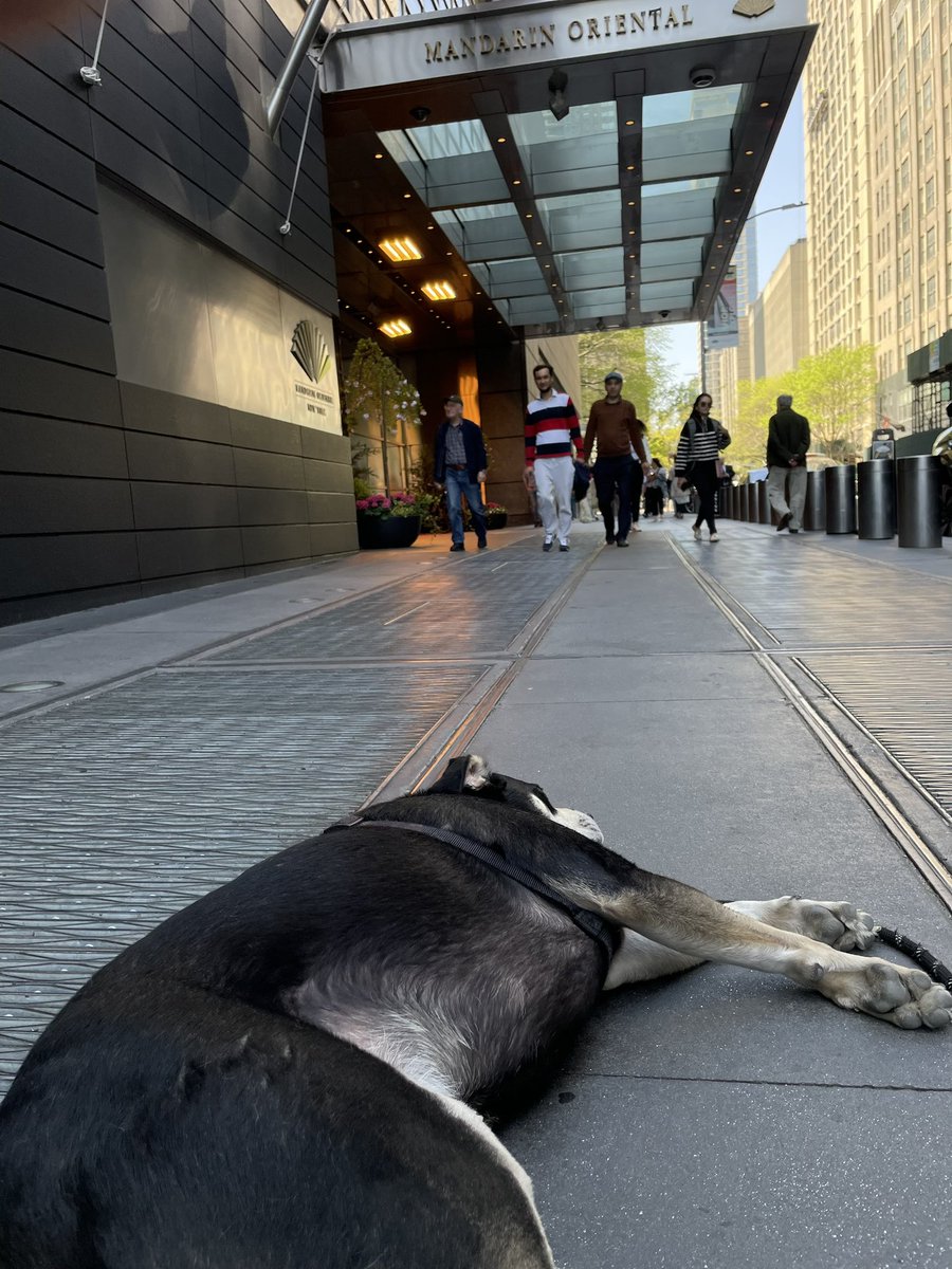 Brian Sumner (@briansumner93) on Twitter photo .<a href="/MO_NEWYORK/">Mandarin Oriental NY</a> Leo is wondering if you had any rooms available for today. Will exchange pets for early check-in. .<a href="/MO_NEWYORK/">Mandarin Oriental NY</a> Leo is wondering if you had any rooms available for today. Will exchange pets for early check-in.
