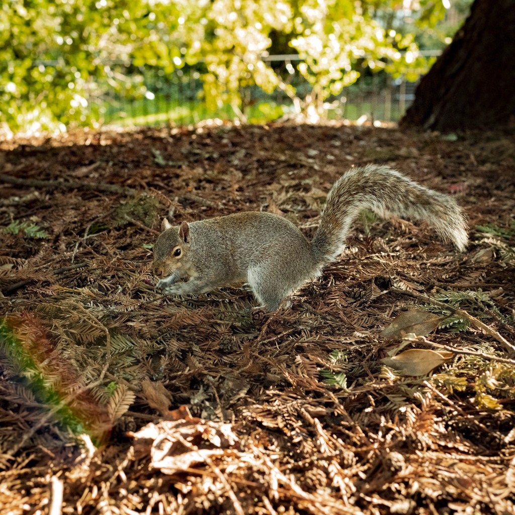 We've been beavering away behind the scenes (yes, we know that's a squirrel) to bring you our best entertainment line-up yet, featuring some amazing live acts, DJs &amp; more, announcing next week. All alongside some of the best ales &amp; beers we can find, plu… instagr.am/p/CrTraiCopxh/