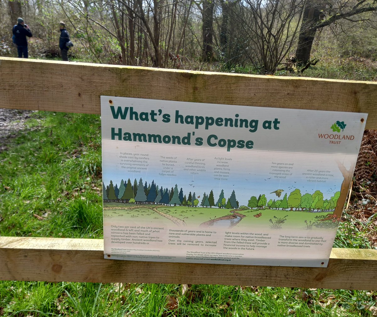jj_thescofe's tweet photo. Today's small dose of #VitaminTree involved a work meeting in damp ancient woods with call of cuckoo and song of thrush. Magical
#Surreywoods #weallneedtrees https://t.co/DcGZhn4EhZ