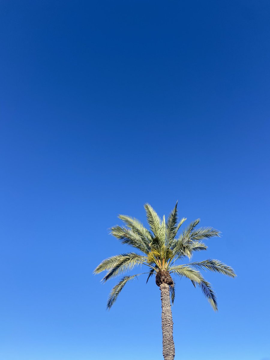 nancyw2810's tweet image. #Nofilter! It’s a beautiful #Spring morning here in Arizona! ☀️Hope everyone gets some movement in today! 🚴🏻‍♀️🧗‍♂️🏌️🤸🏽‍♂️🧘🏻‍♀️🏃🏻‍♀️And if you’re healing and can’t get out in the sunshine, come see us for a #lymphaticmassage

Make it a beautiful day! ☀️

#scottsdale #lymphatichealingcenter