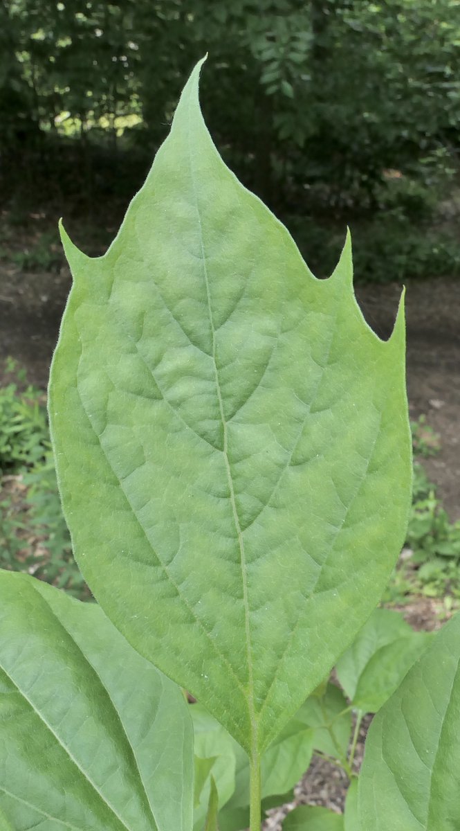 Arnoldia joined Twitter 5 years ago today! To celebrate, say hello to the friendly leaf of this dove tree, Davidia involucrata 'Lady Sunshine', which joined the collection of the <a href="/ArnoldArboretum/">Arnold Arboretum</a> around the same time. a#MyTwitterAnniversary