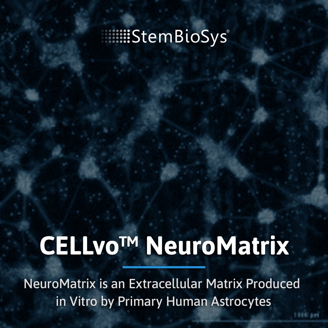 StemBioSys's tweet photo. StemBioSys has developed and launched the NeuroMatrix™ extracellular matrix (ECM). NeuroMatrix™ offers distinct advantages like a faster maturation rate, better scalability and flexible application, and increased biological relevance and nuanced cell health research! https://t.co/jFYQj30RjP