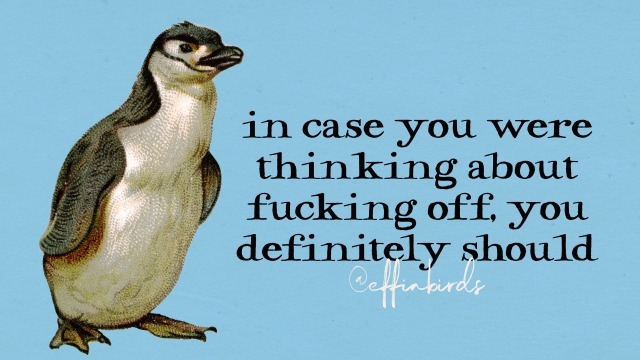 EffinBirds's tweet photo. https://t.co/R9sQIYuQOz