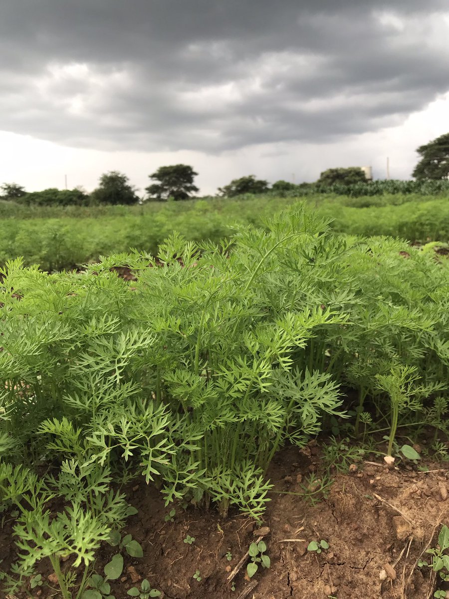 Bfarmsproducts's tweet photo. Carrort https://t.co/is105XIR9M