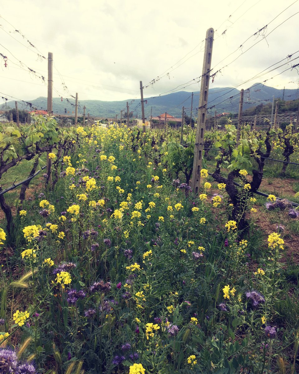 These beautiful flowers give natural fertilization to the wines. #naturalplanting #fertilizer #sovescio #vigneti #pigato #cascinafeipudeimassaretti #albenga #liguriawine