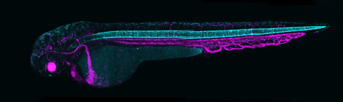 @AxelVisel.bsky.social tweet media