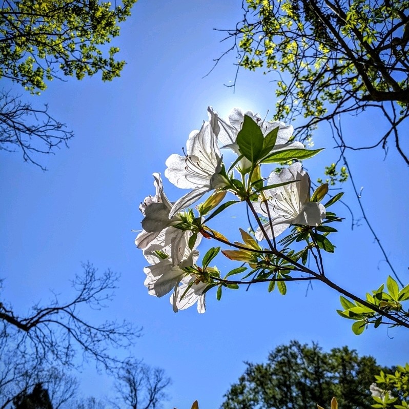 HistBathSiteNC's tweet photo. Reminder! The Historic Bath Garden Club is sponsoring a Historic Site Cleanup Workday! Meet at Swindell Store tomorrow at 9:00 am!
#nchistoricbath #nchistoricsites #firsttownnc #historicbath_nc #bath #bathnc #historicbathnc #historicgarden #gardening #garden https://t.co/FUudHxAajc