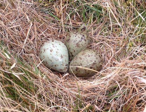 Also on the newsletter: your chance to win a copy of Stefano Mancuso's 'Tree Stories', plus, from the archive, <a href="/lloydbethanr/">Bethan Roberts</a> marks World Curlew Day bit.ly/3ACRZJj