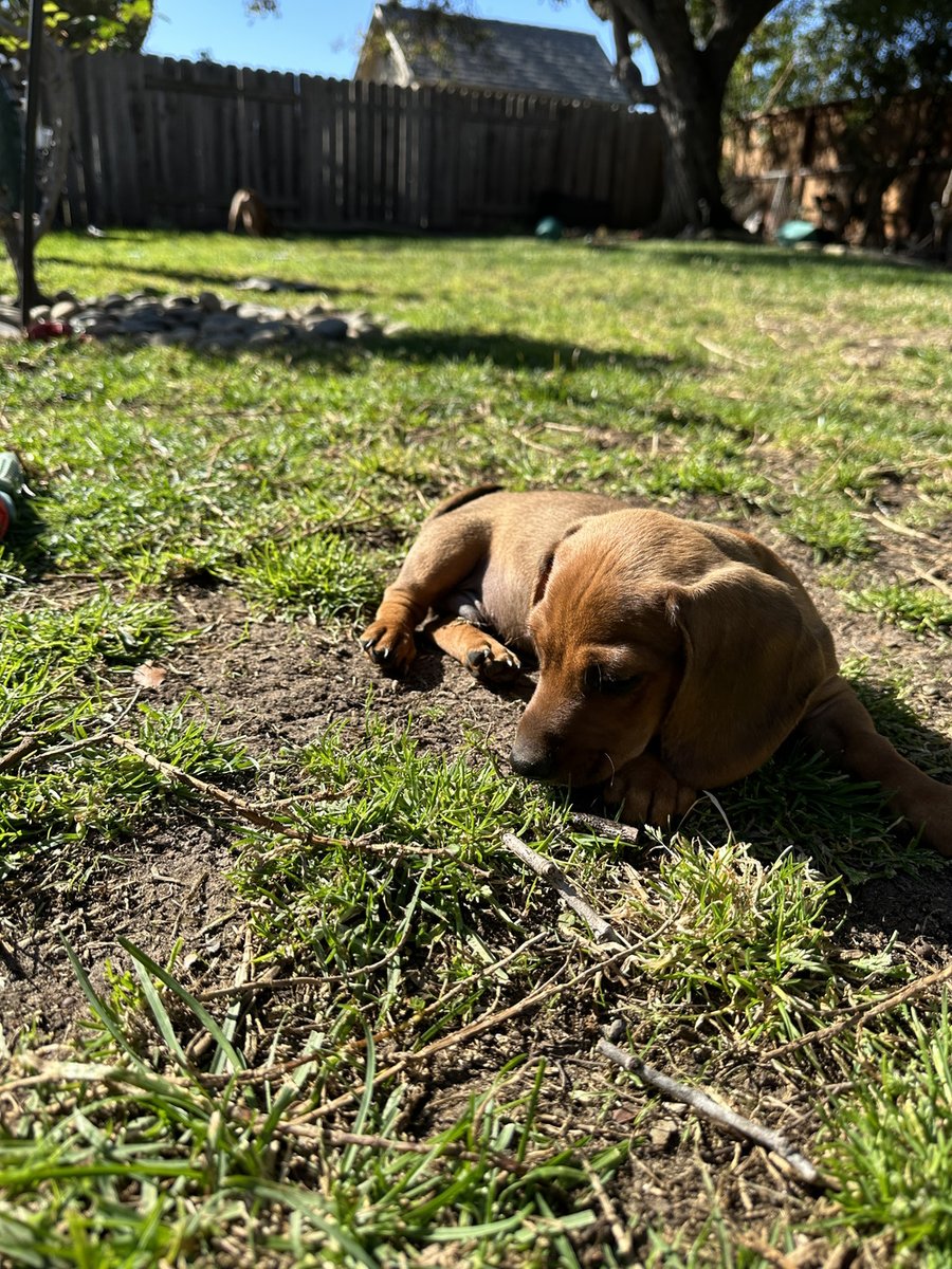 dragonblogger's tweet photo. Heinz enjoying some time in the backyard this morning! He loves just chilling outside for a while. #puppy #petsofdragonbloggers #minidachschund https://t.co/KZbkAwHkHs