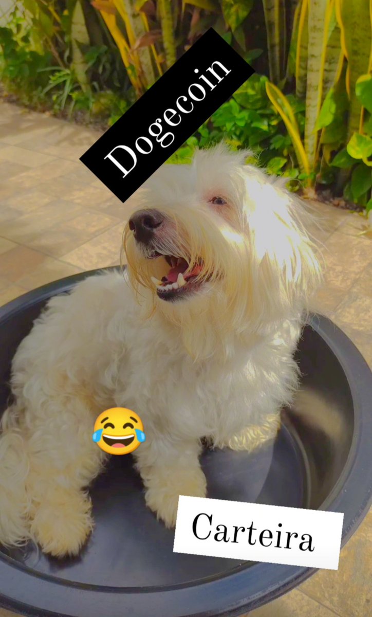 Nada contra a #Dogecoin cada um com seus investimentos.