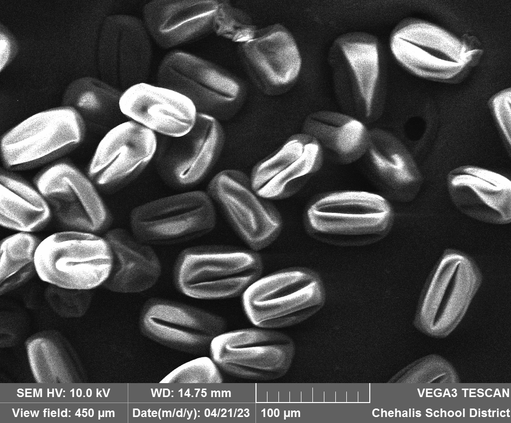 wfw_sem's tweet photo. Clara Bunker- Pollen Project https://t.co/GXaKk35eue