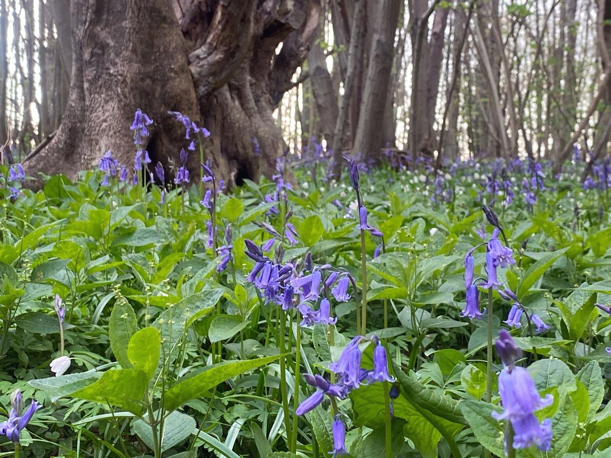 WalkinginKent's tweet photo. bluebell woods near Petham.
.
#petham #walkinginkent #bluebells #bluebellwoods #ancientwoodland #kentdowns #visitkent #discoverkent #enjoykent #naturewalk #naturephotography #walksuk #ukwalks #woodanemone https://t.co/v5S7XQvDBl